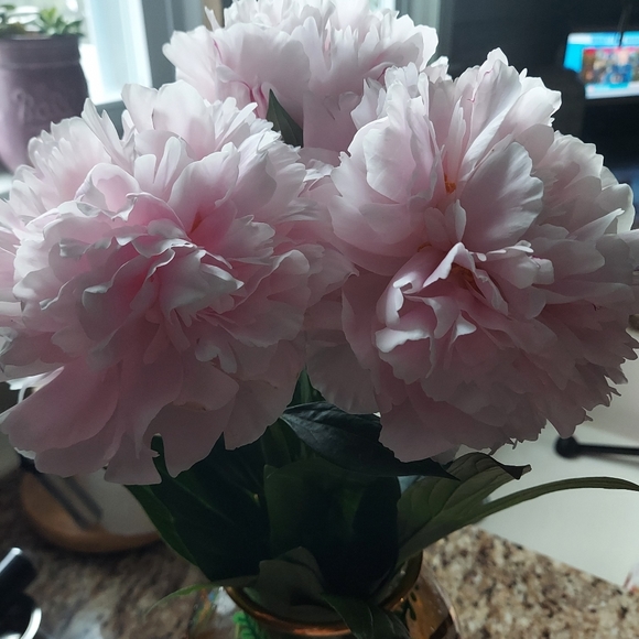 Vanessa - Picture 3 of 8